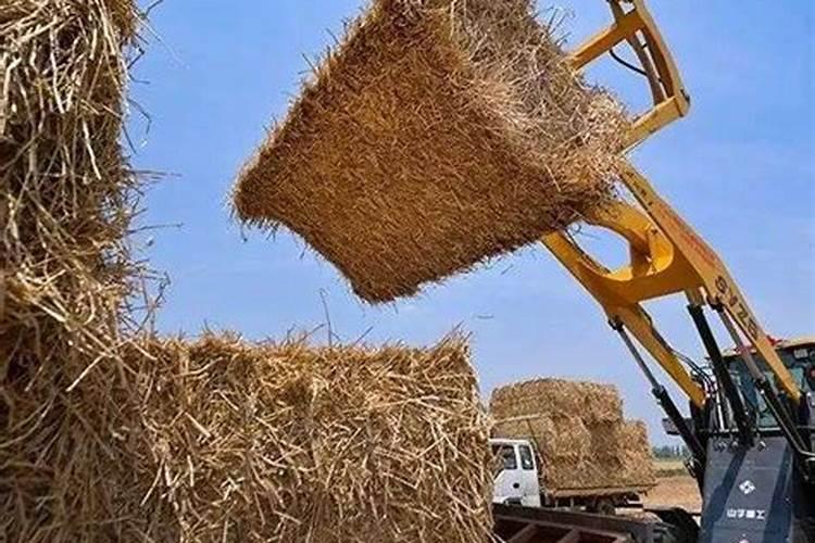 从秸秆到香菇：农业废弃物的华丽转身