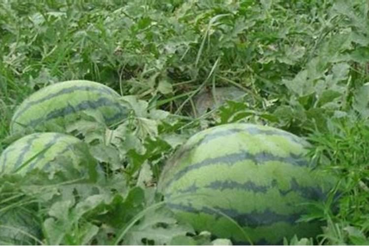西瓜什么时候用糖醇钙肥料最好？