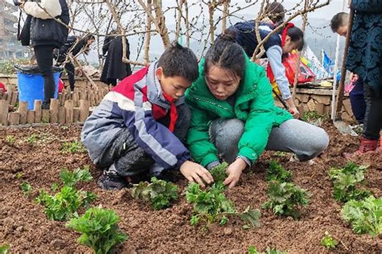 中药材种植5大风险</p><p>规避技术风险的方法是要积极地钻研栽培技术，多向药材种植专家咨询或聘请资深种植专家作顾问并与其合作共赢。自然风险。主要是指在我们药材生产过程中遇到的自然灾害。如洪涝、旱灾、冰雹、台风、霜冻等。要规避自然风险，就要最大可能地搞好基础设施建设，对水、电、路等基础设施进行改造升级，到达“旱能。</p><p><h3 ext>3、﻿中药材农药残留量超标的措施