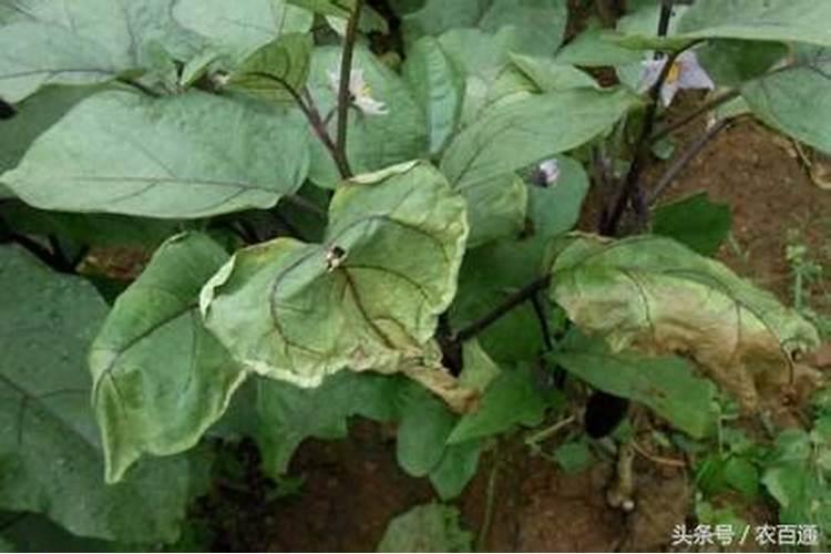 茄子青枯病的症状，茄子青枯病的防治方法？
