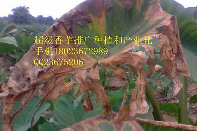 战胜土中之病：有效防治芋头疫病的策略与药剂