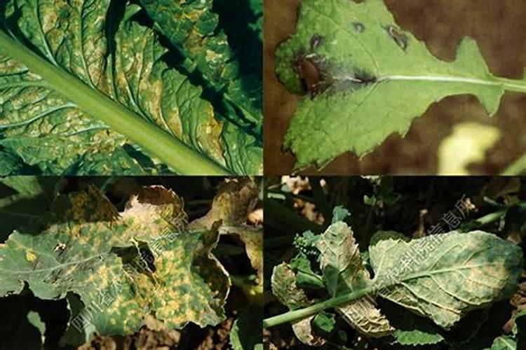 战胜油菜黑斑病：明智用药策略的金钥匙