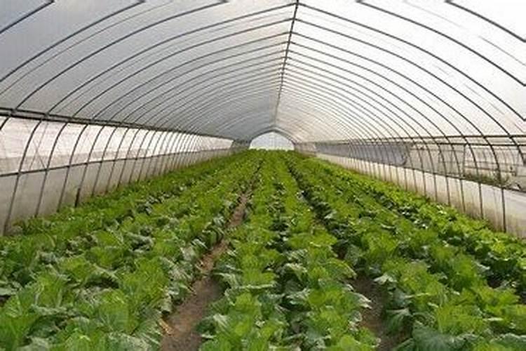 温室大棚蔬菜种植,如何做好土、肥、水管理？