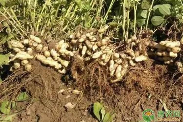 花生引种与提纯保纯工作必须同步进行的原因有什么？