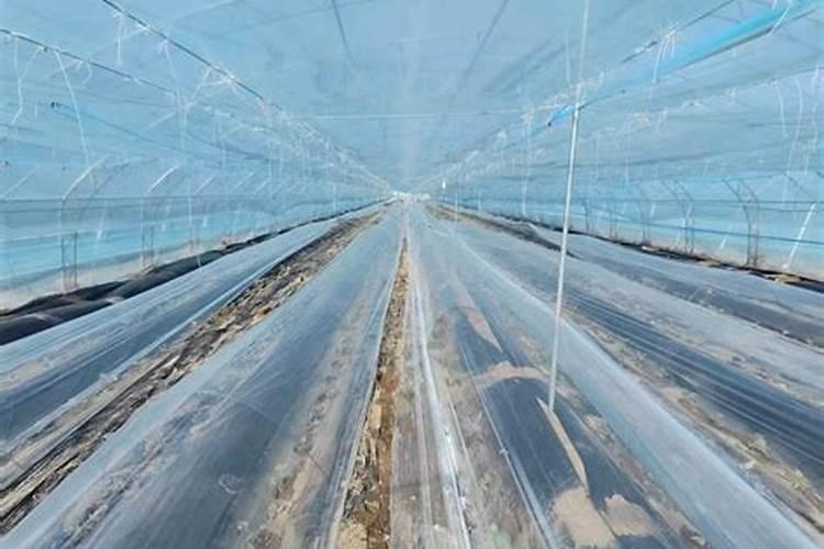 西瓜庆农三号小拱棚抢早栽培技术：开启高产高效的农业新篇章
