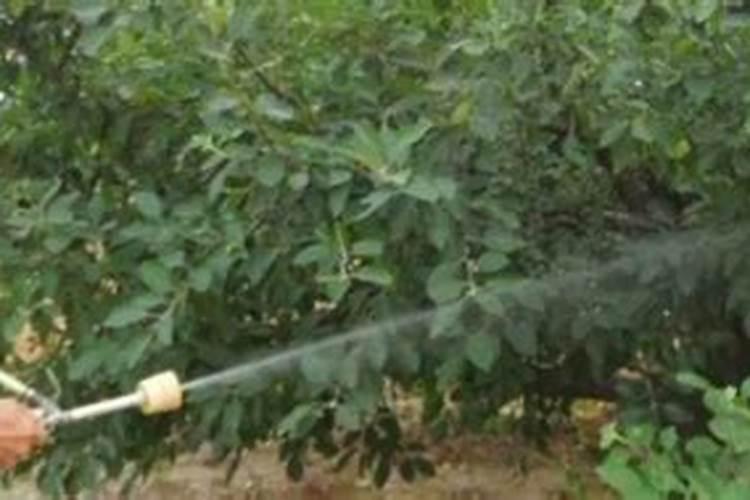 果树控梢用什么药,对果树无害的