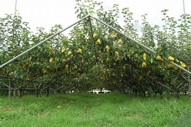 南方早熟梨土肥水管理技术：提升果园产量与品质的关键
