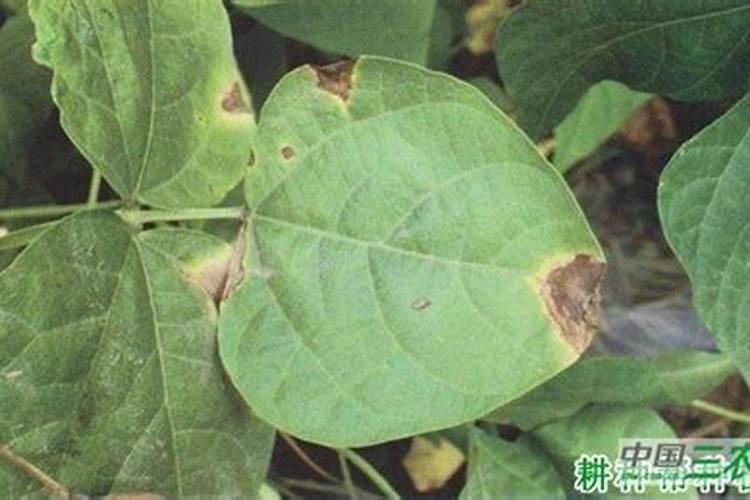 四季豆细菌性疫病防治全攻略