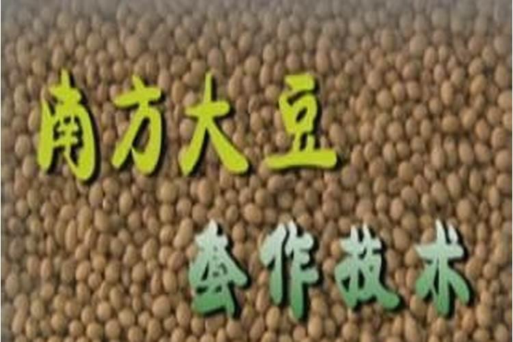山区旱地麦茬套作大豆：育苗移栽技术的关键探索