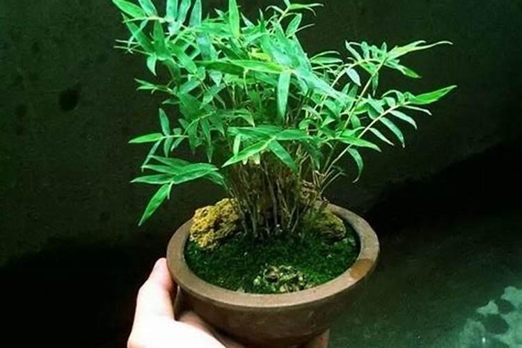 绿意盎然的迷你世界：米竹盆景的养殖秘籍与养护智慧