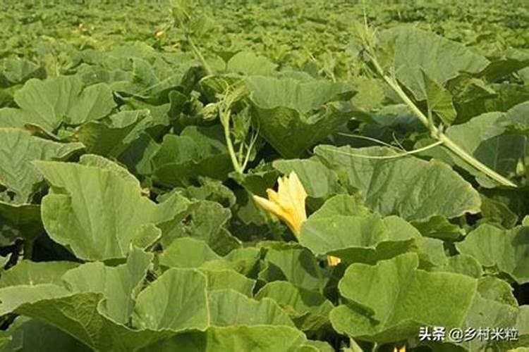 南瓜花腐病的防治