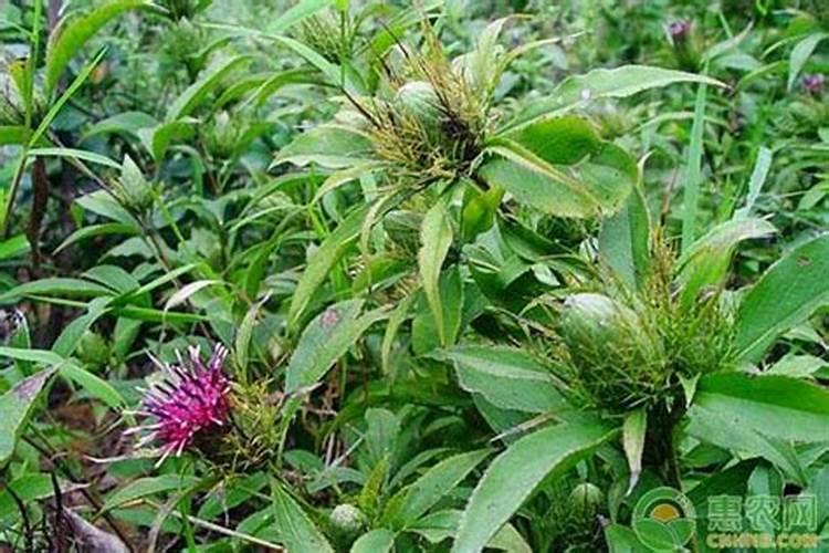白术种植田间管理技术升级