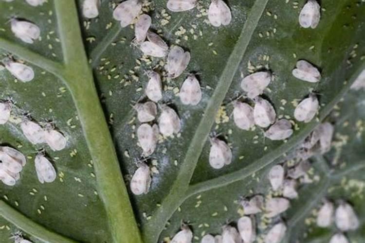 田间守护者：黄瓜白粉虱的综合药物防治策略