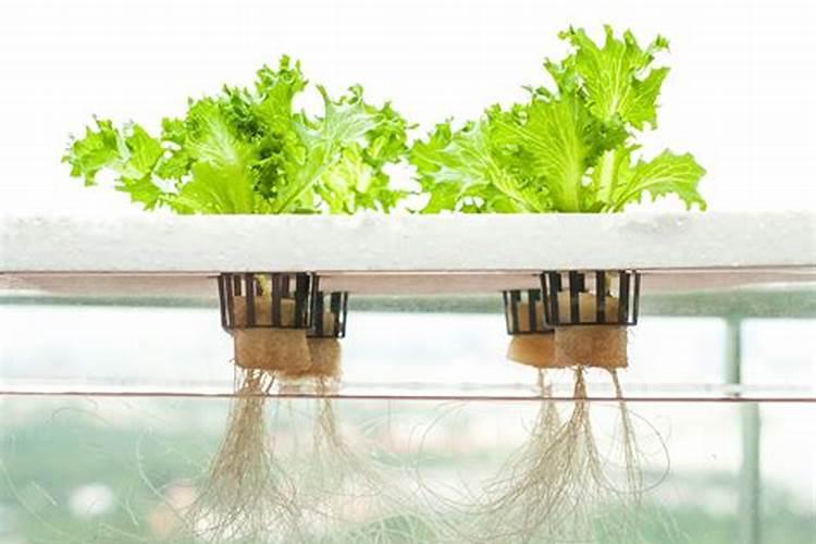 走进科学的水培世界：掌握水培豆角的种植方法？