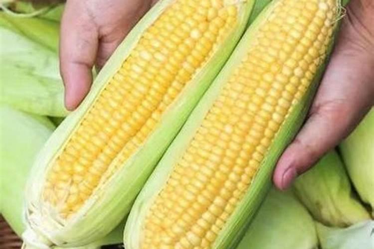 田间甜蜜秘诀：甜玉米与超甜玉米的栽培技术解析