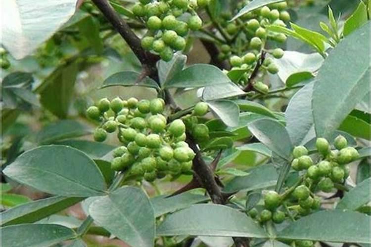 新栽的花椒树不发芽是什么原因？