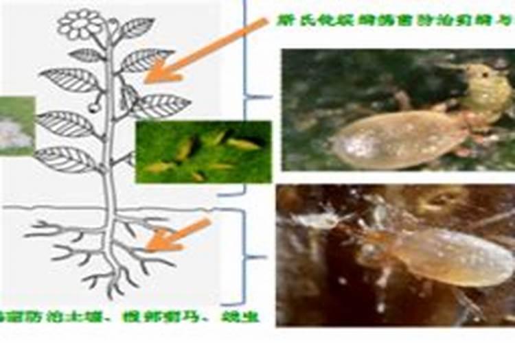 捕食螨能在家里用吗