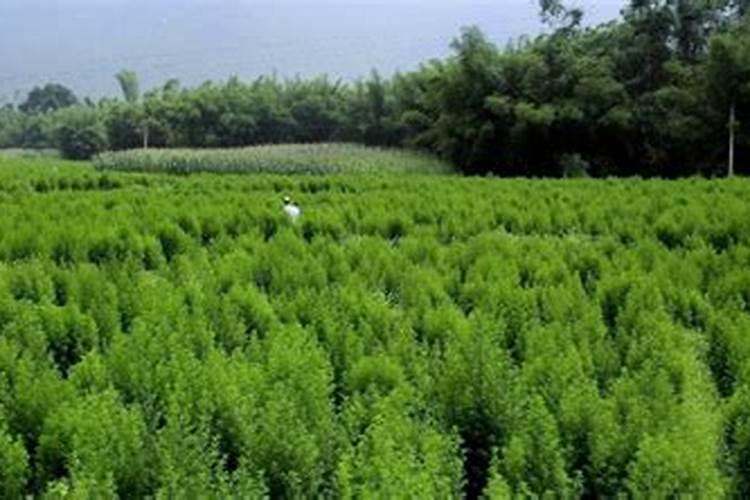 青蒿种植：绿色金矿还是泡沫幻影？