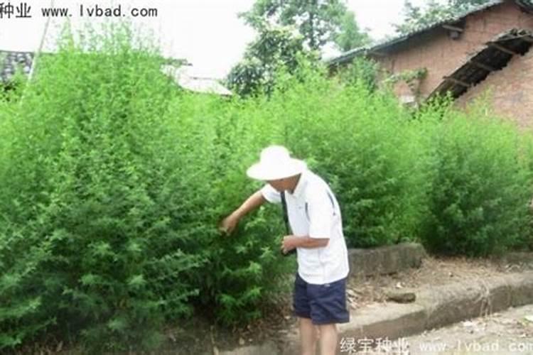 种植青蒿的利润