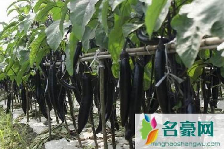 茄子萎焉是为啥？如何防治茄子萎焉？