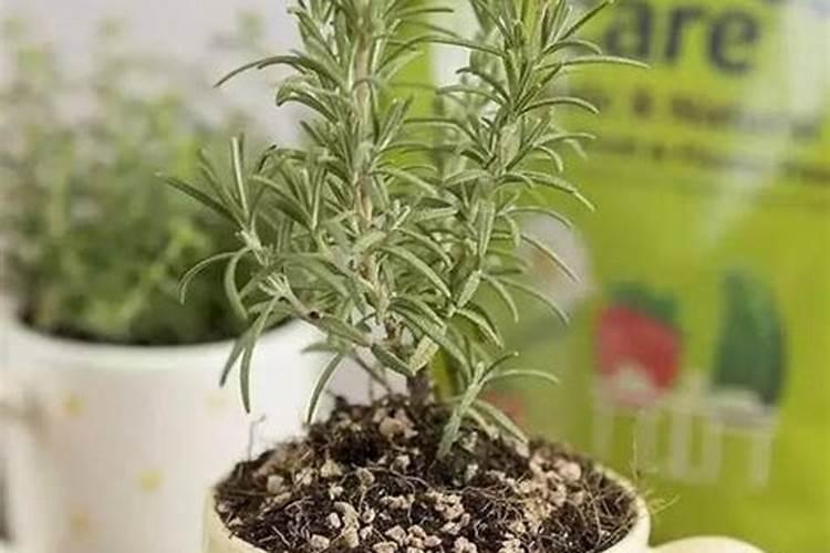 掌握百里香栽培技巧，享受自然的馈赠