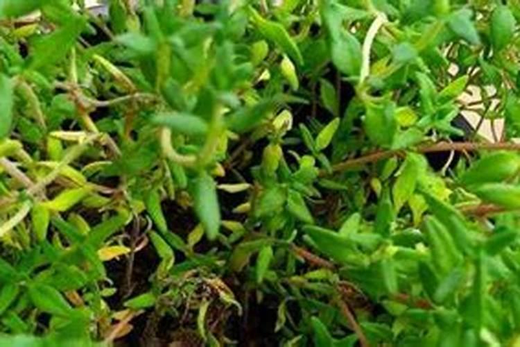 百里香的种植方法和注意事项
