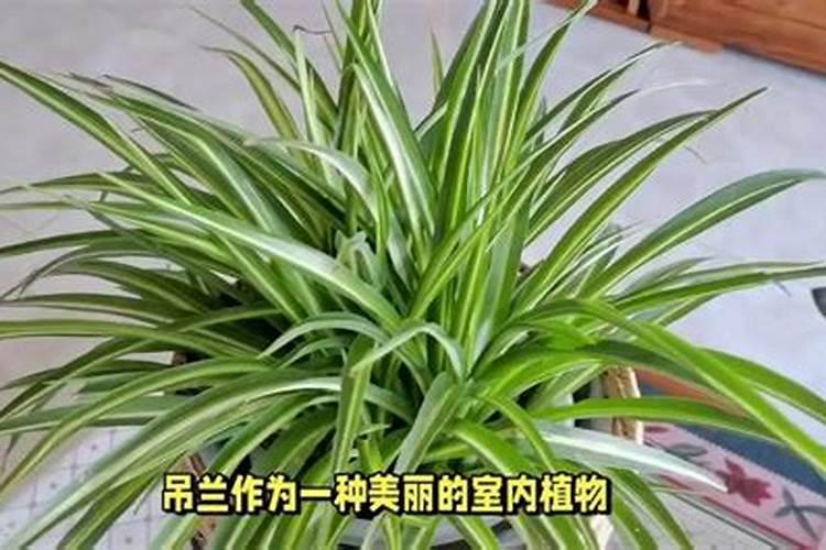 吊兰叶子卷曲的原因