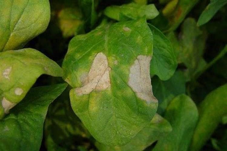 菠菜斑点病应该如何防治？