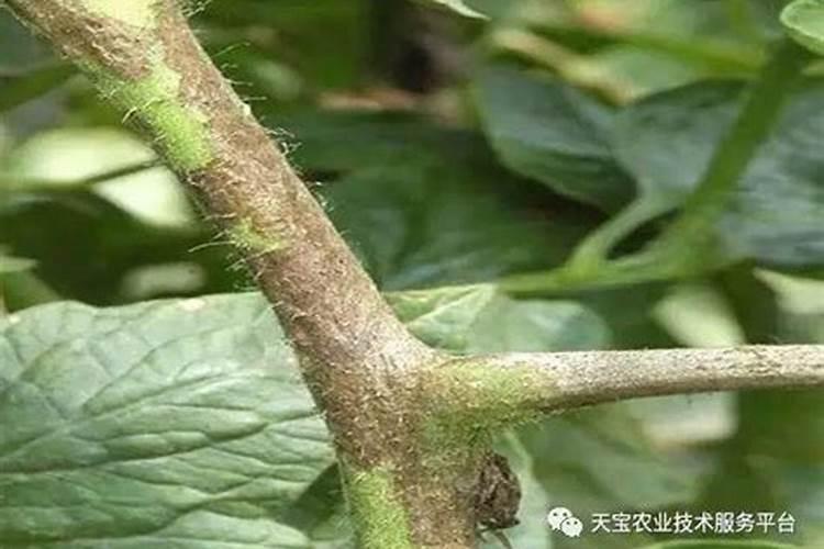 西红柿苗发黑是什么原因？！