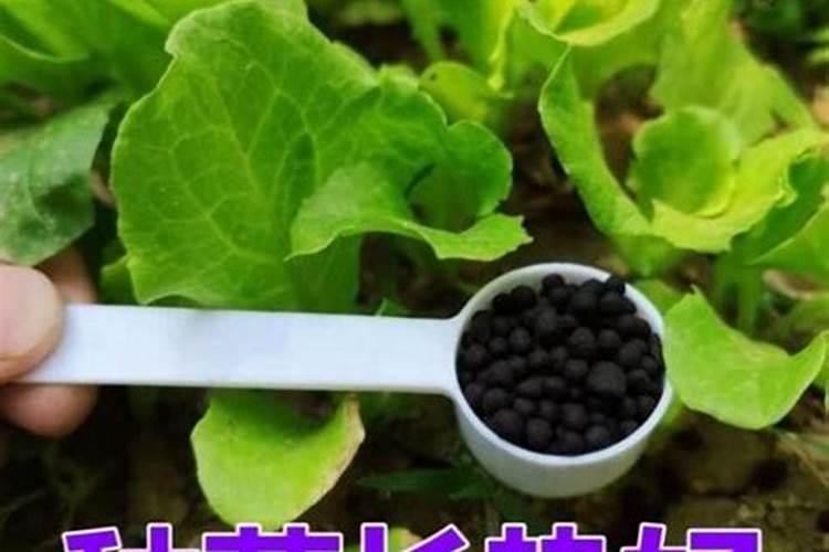 种蔬菜什么肥料最好最耐用？