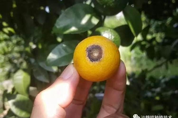 沙糖桔返青是什么原因？