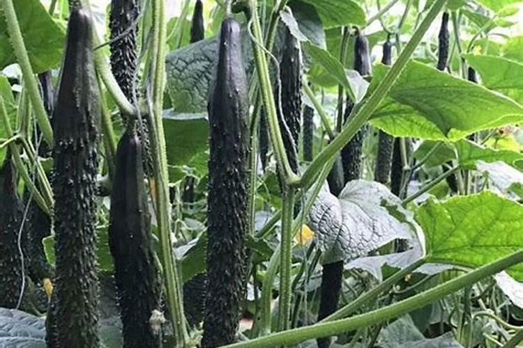 揭秘黄瓜空心现象：原因分析与有效防治策略