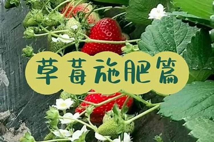草莓的营养盛宴：精准施肥方案揭秘