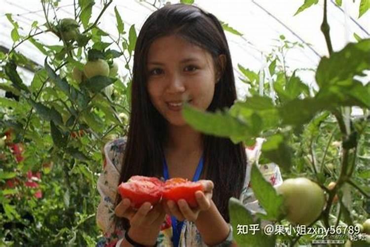 探索杨梅控制旺长的新策略：科学与实践的融合