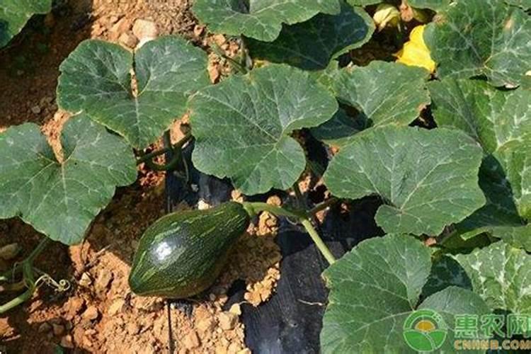 绿宝小南瓜的栽培技术要点：从种植到收获的全程指导