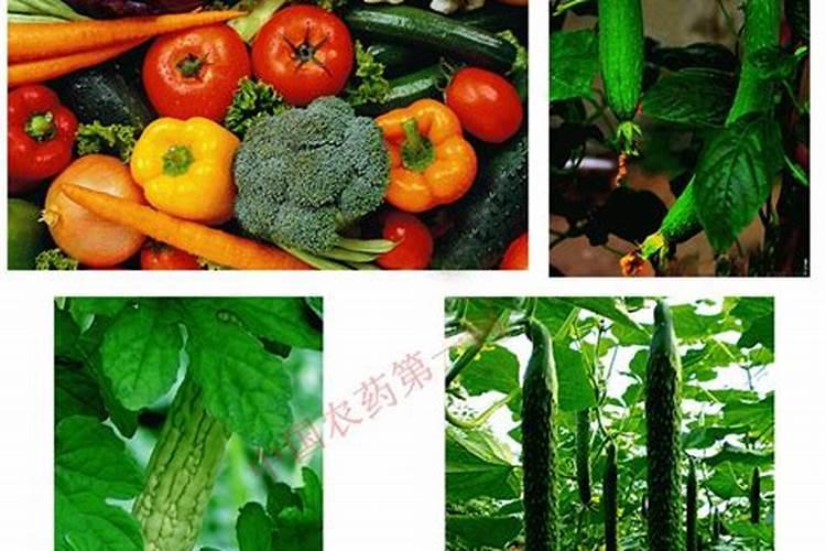 西葫芦都有哪些病虫害？防治方法有哪些？