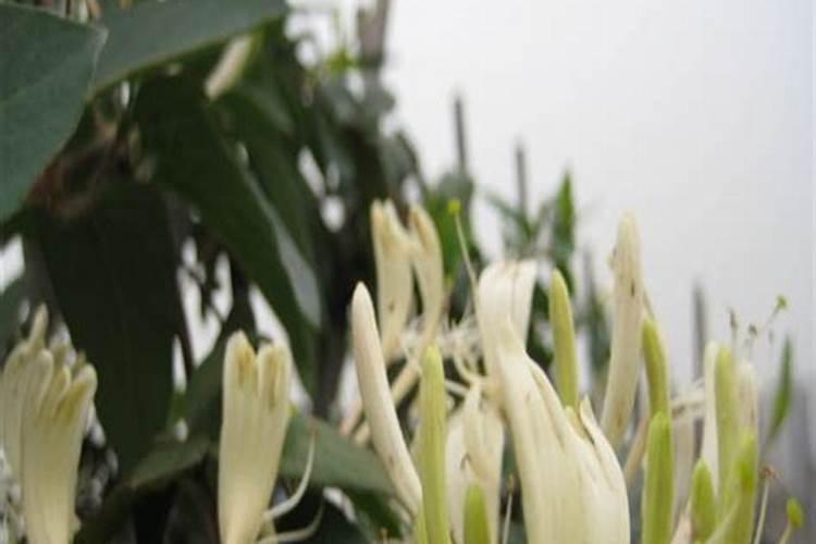 金银花为什么不开花？金银花不开花的五大原因