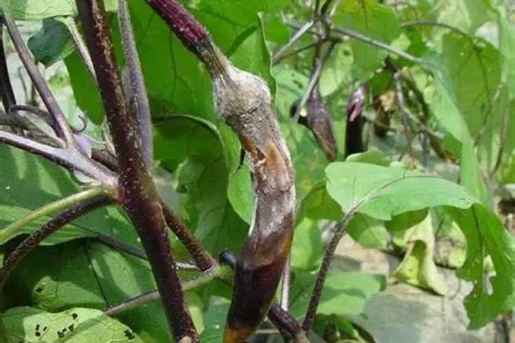 田间守护者：茄子霜霉病初期精准用药指南