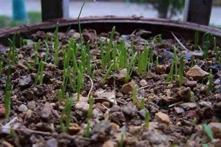 韭菜育苗的施肥技术你知道吗？韭菜育苗的施