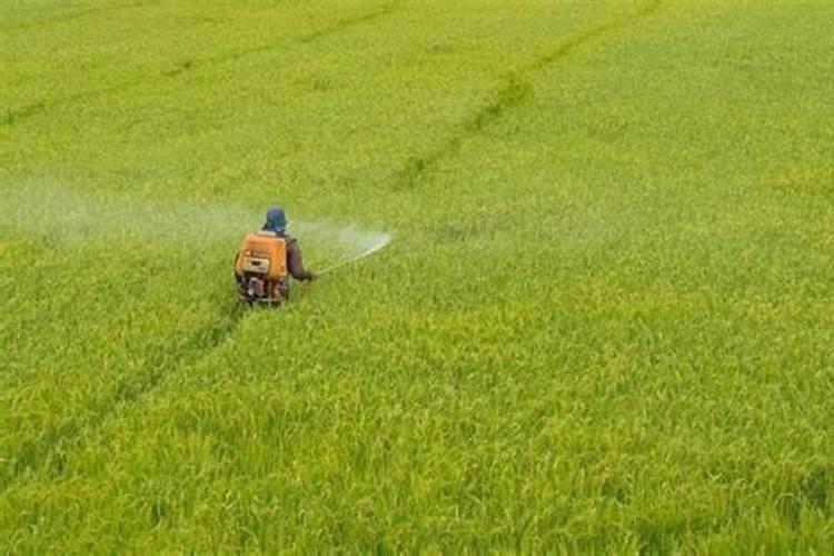 在高温的天气给农作物打药,该怎样避免农作物产生要害？