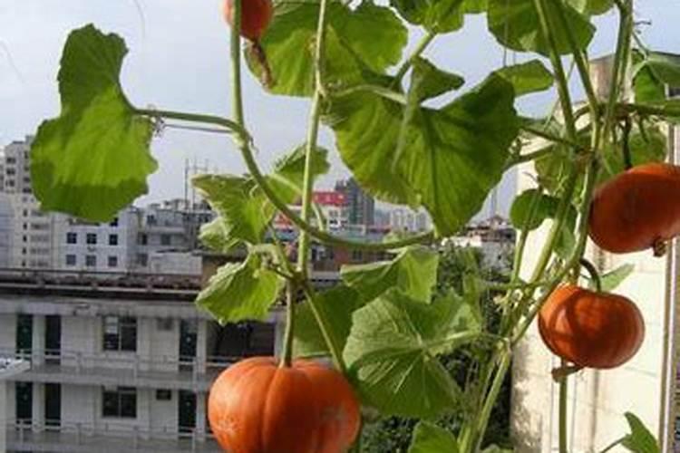 阳台种植乐趣：为南瓜选择合适的肥料