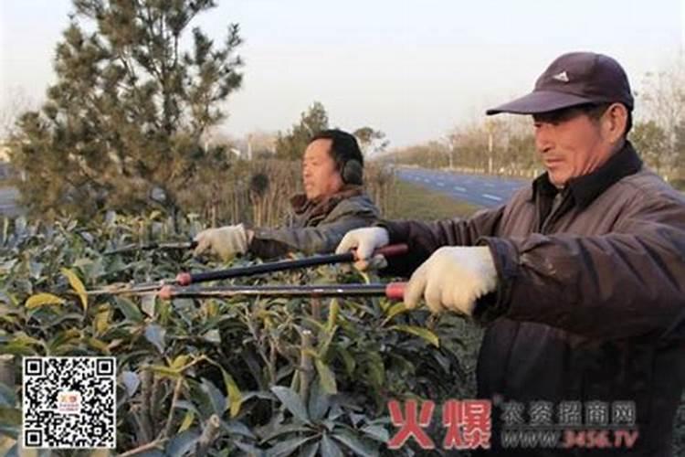 秋栽苗木越冬处理办法