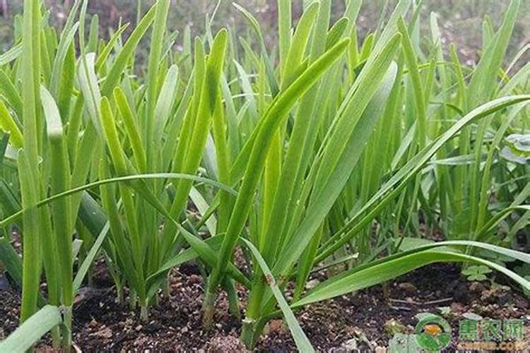 韭菜种子的种植方法和时间？