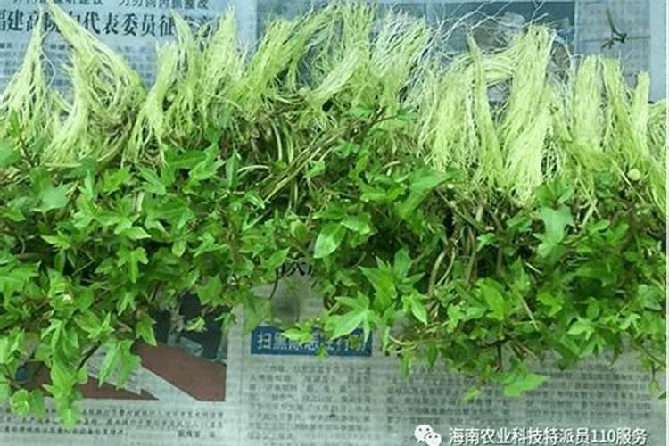 绿色田野的宝藏：无公害脱毒甘薯的高产高效栽培探秘