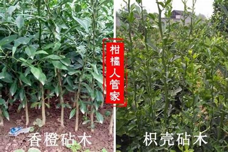 未成熟的枳适合在哪里种植？