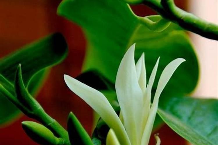 白兰花修剪方法及技术？