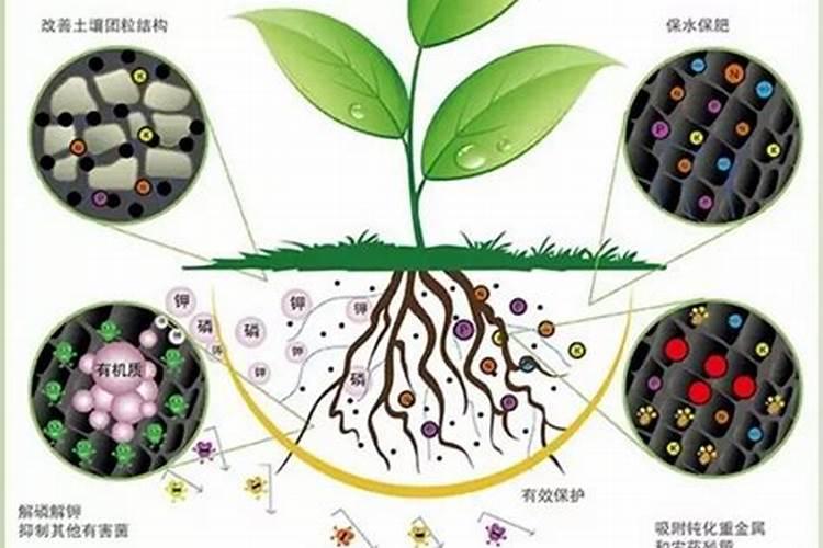 智慧农艺：避免肥料混用误区与蔬菜微肥喷施的科学指南