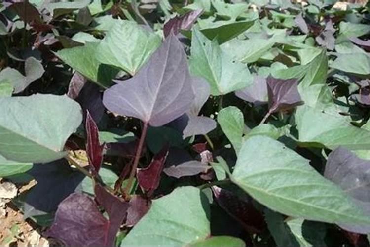 紫薯的种植奥秘：从土地到餐桌的紫色奇迹