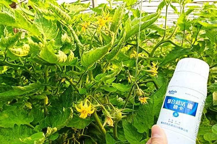 硼肥对南瓜的效果如何样？