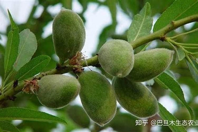 新疆巴旦木的绿色种植之旅：掌握关键种植技术，收获丰硕果实